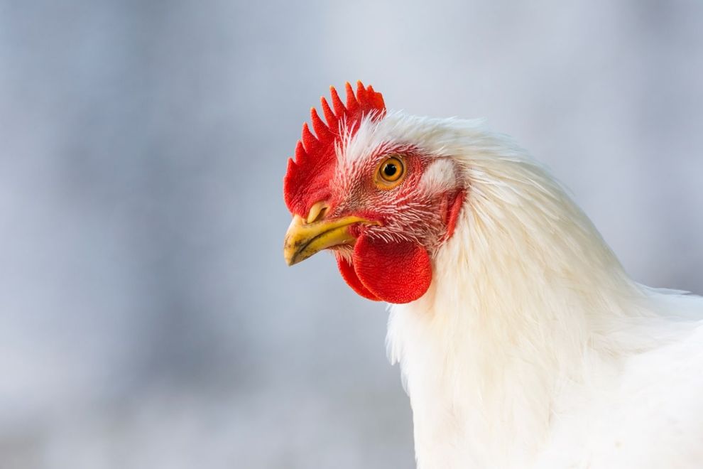Broiler chicken.